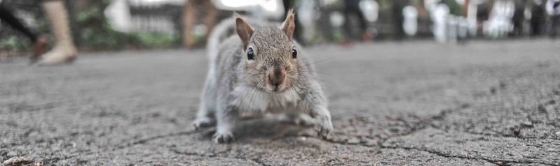 I the Spirit of Young Grasshopper