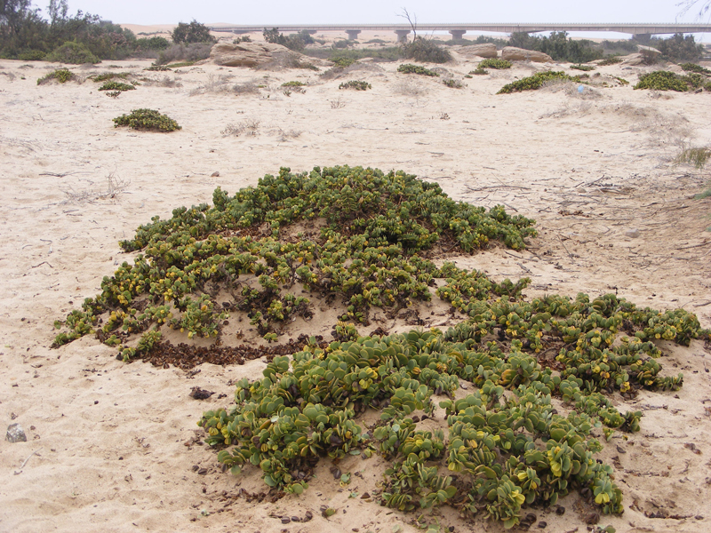TravellingMan | Swakopmund
