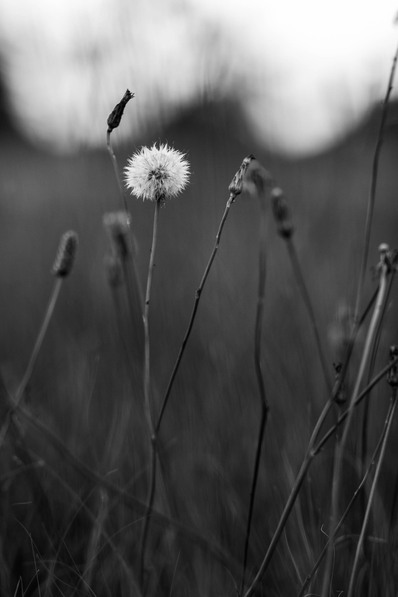 Stand out, and shine