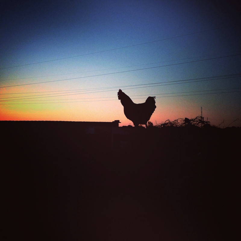 Cockerel at Sunset