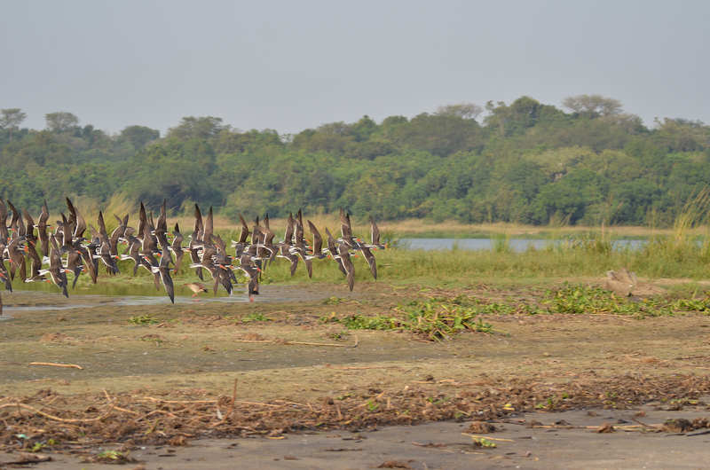 The Nile River, Uganda.