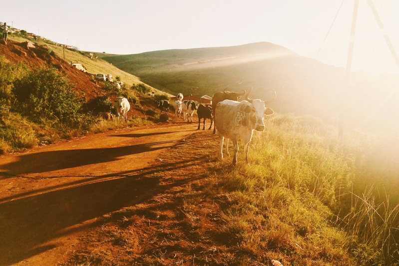 When the cows come home