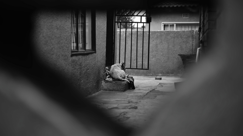 Let Sleeping Dogs...