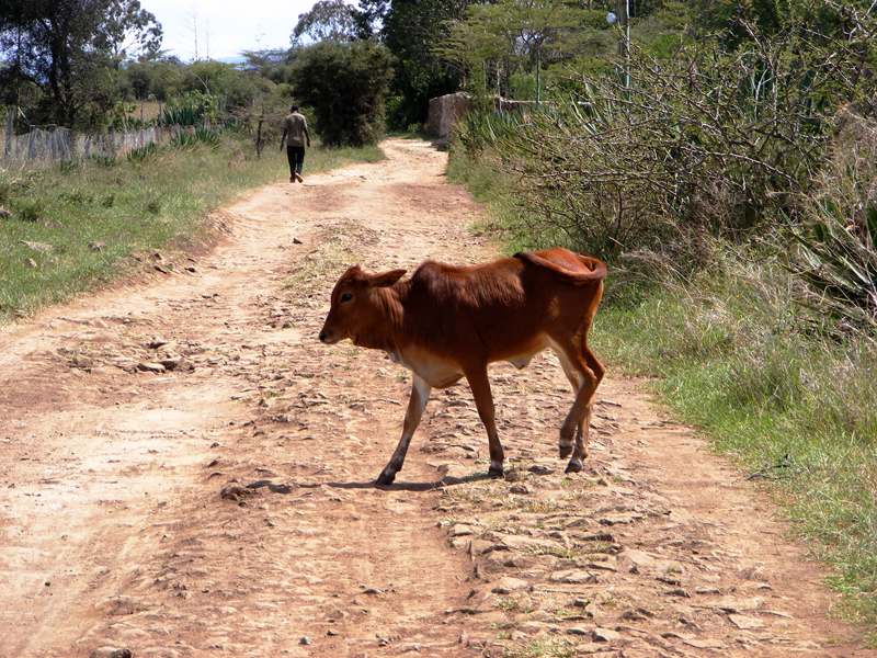 TravellingMan | Nairobi