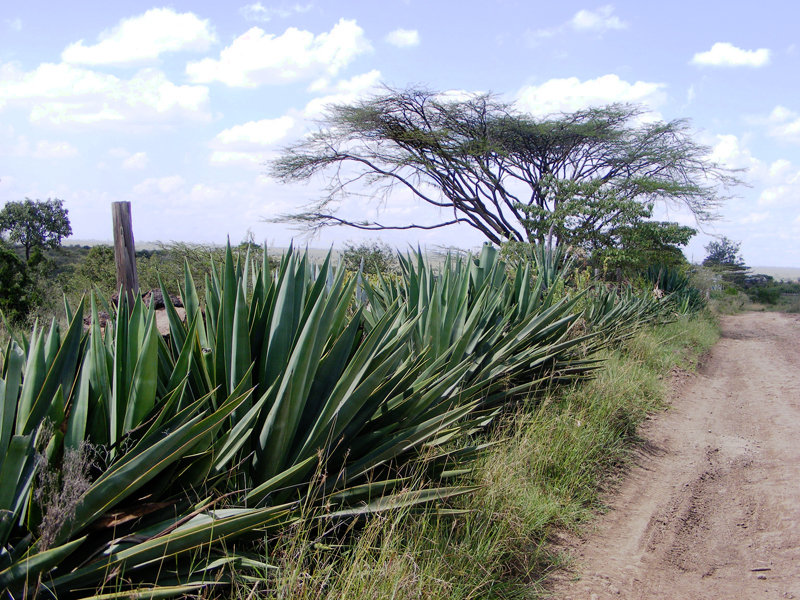 TravellingMan | Nairobi