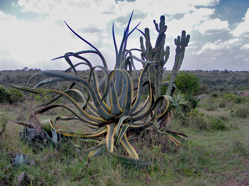 TravellingMan | Nairobi: Kitengela Glass Studio