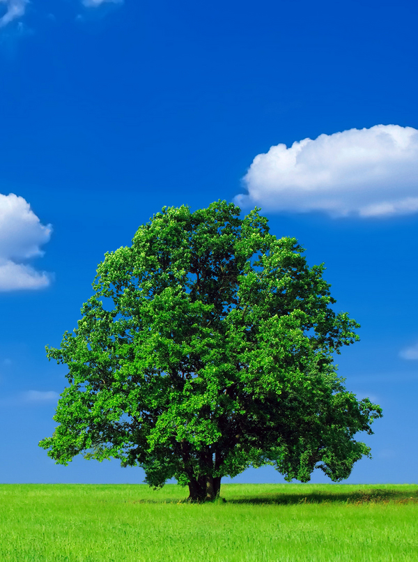 'much much green(er)