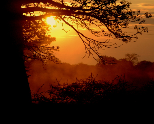 Baobab sunset