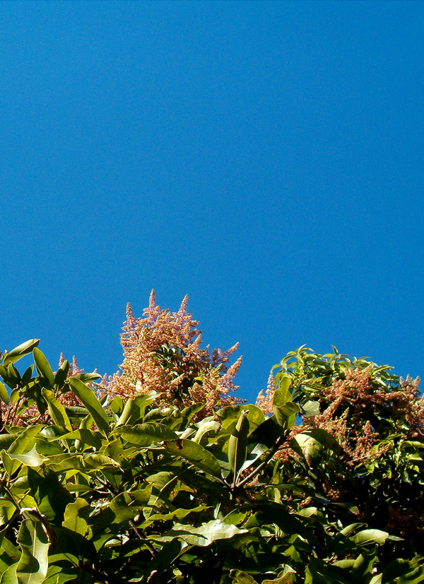 'mango tree