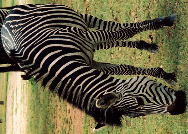 ZebraStained