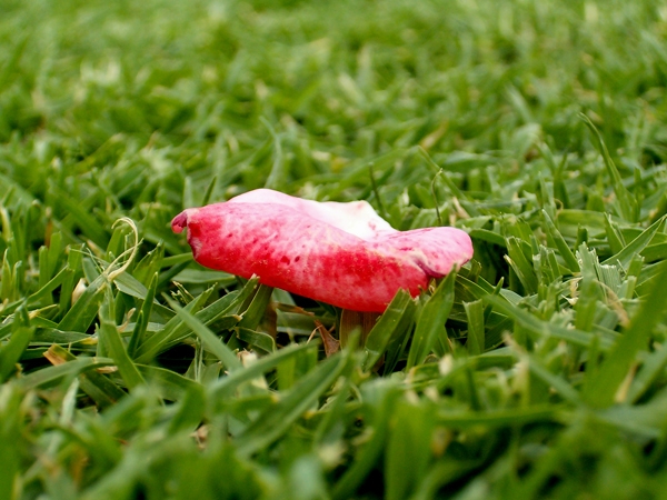 Alone On the Green...