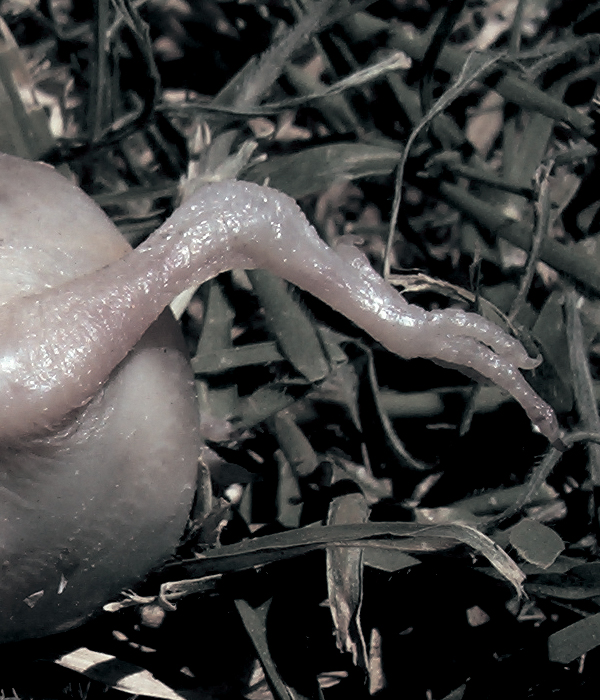 Nascent odds stumped_01