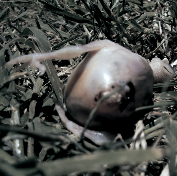 Nascent odds stumped_02