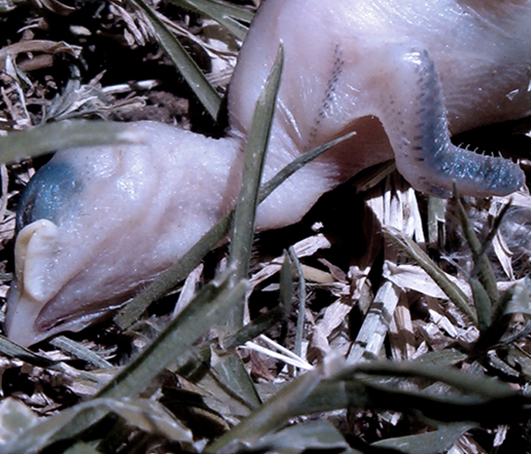 Nascent odds stumped_03