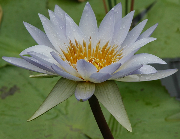 Water Lily