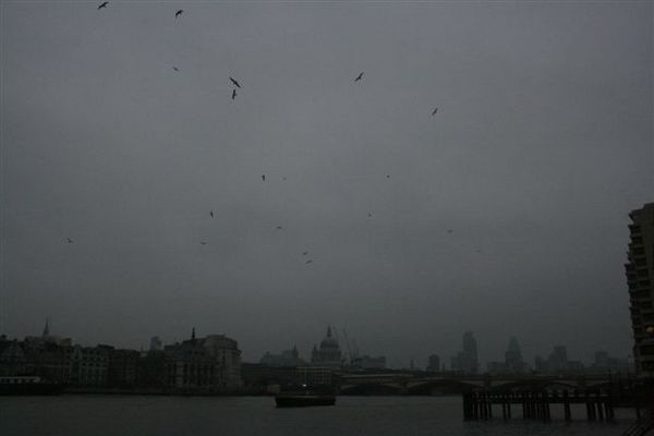 london birds