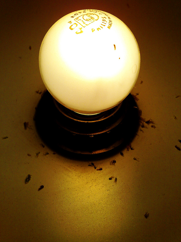 `the Light #12 [burnt2Death...]