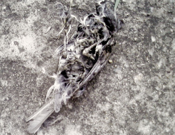 Remnant van Bird