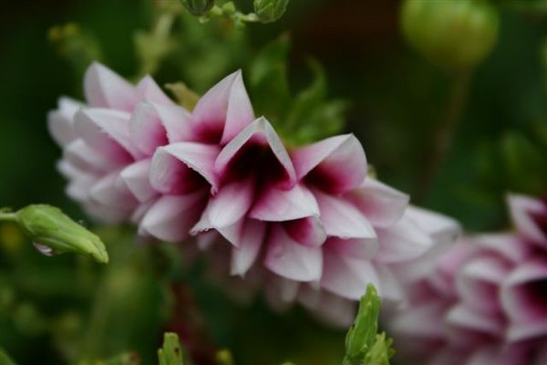 Il pleure dans mon coeur