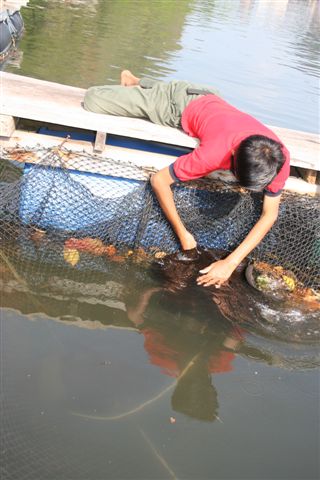 malaysian boy and his sting ray 