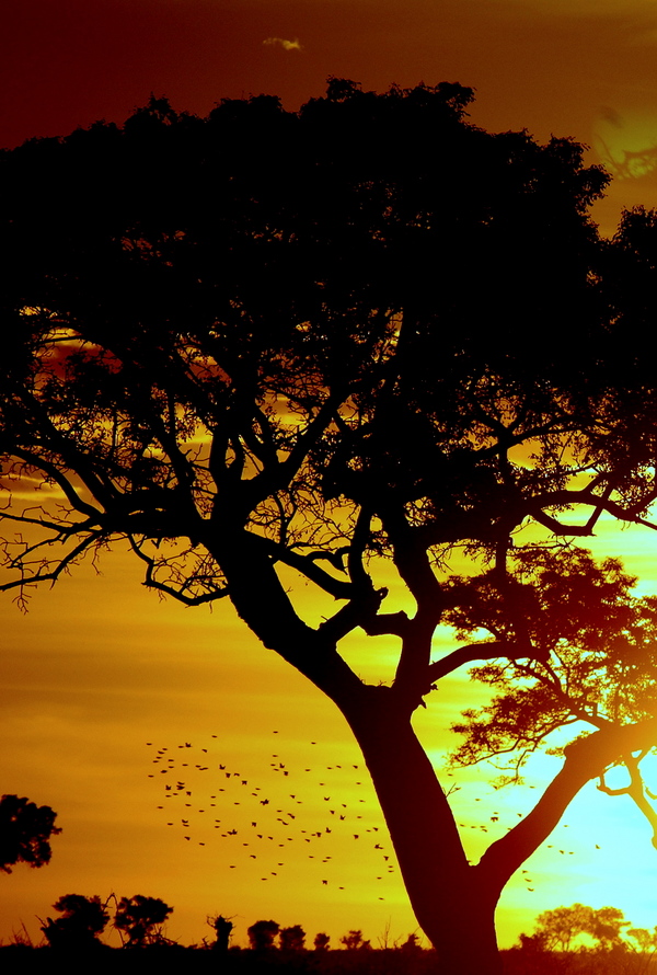 Bushveld Sunset -Kruger National Park