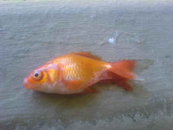 The agony of the dying Gold Fish