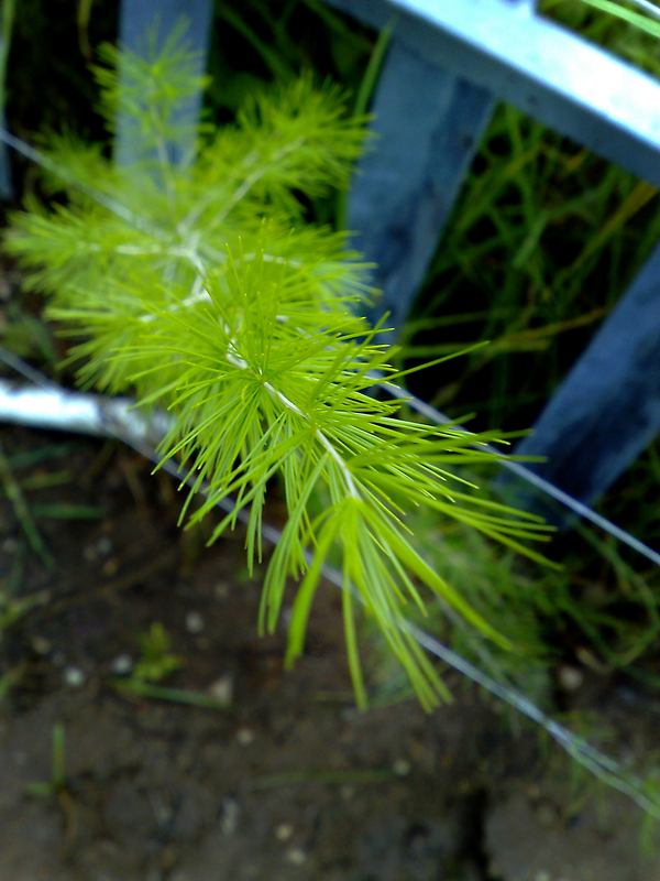 young, fresh and nu #02