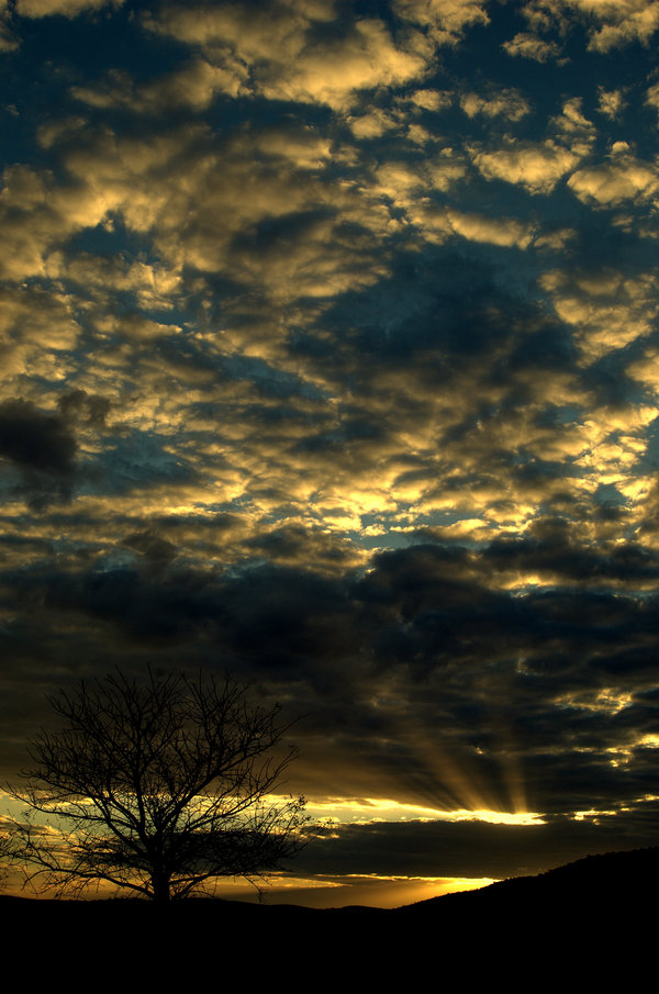 BushVeld Sunset - Punda Maria