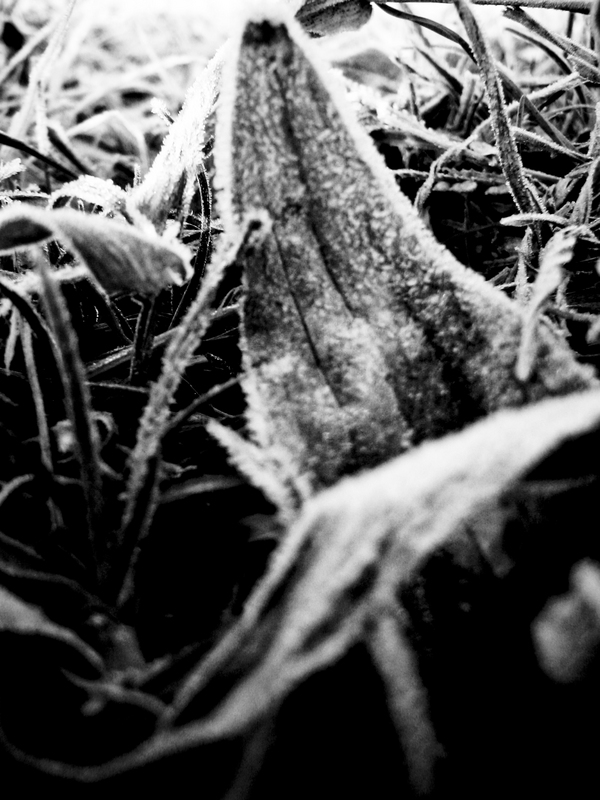 Frozen Grass