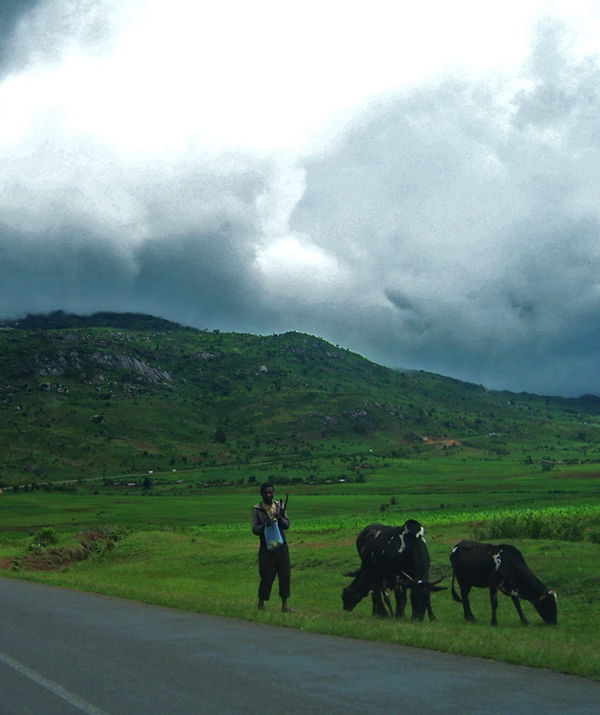 TravellingMan: RoadTripMalawi [6] - Cows