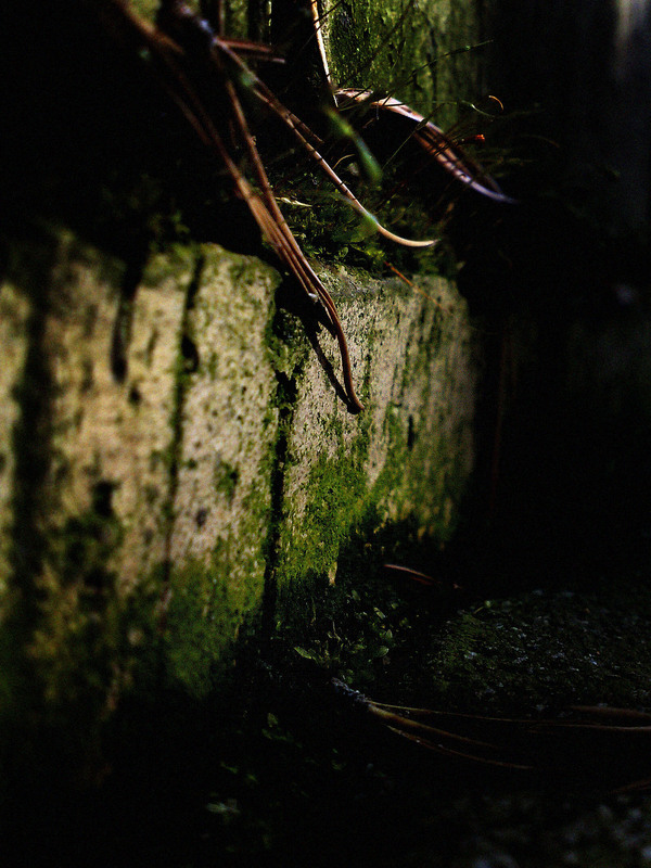 dream'r {i can see the 'Light}