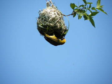 A Bird's Eye View is Seeing the Bigger Picture