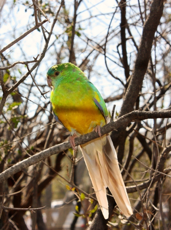 Isambulo - [a revelation]