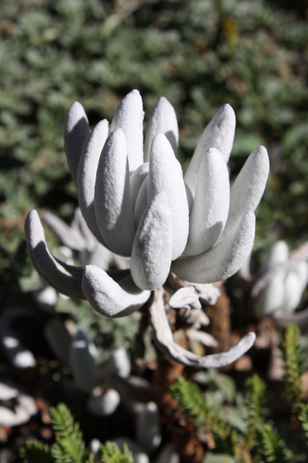 The strangeness of nature