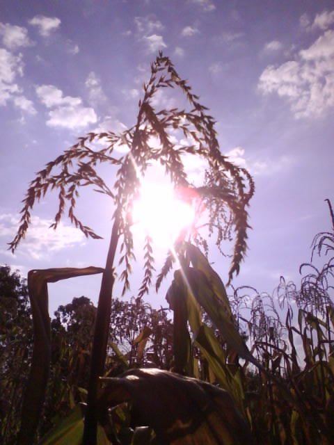the corn field