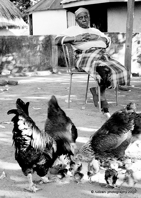 Reflecting on the life of chickens