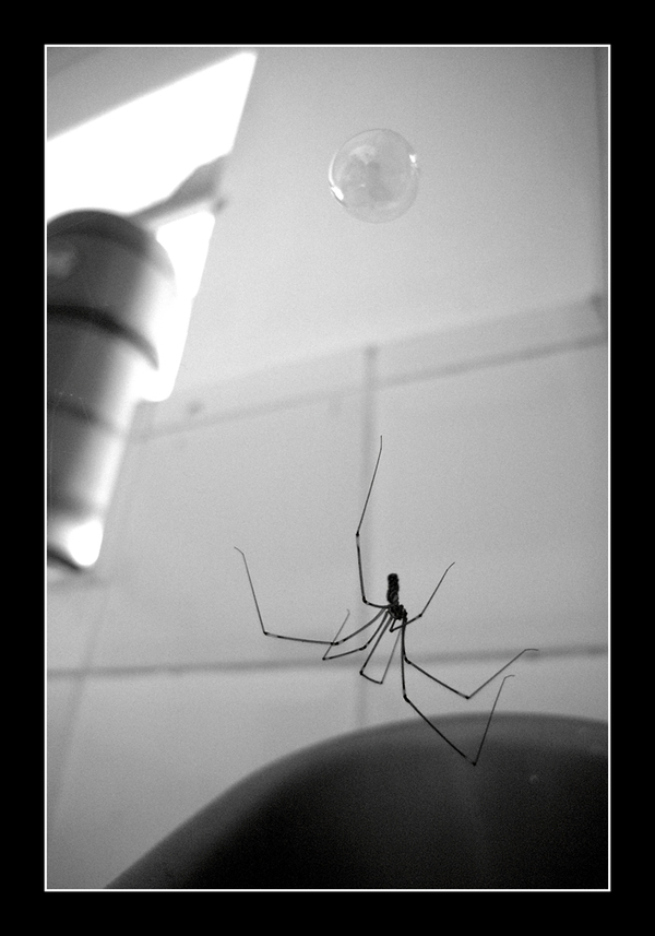 The spider and the bubble...