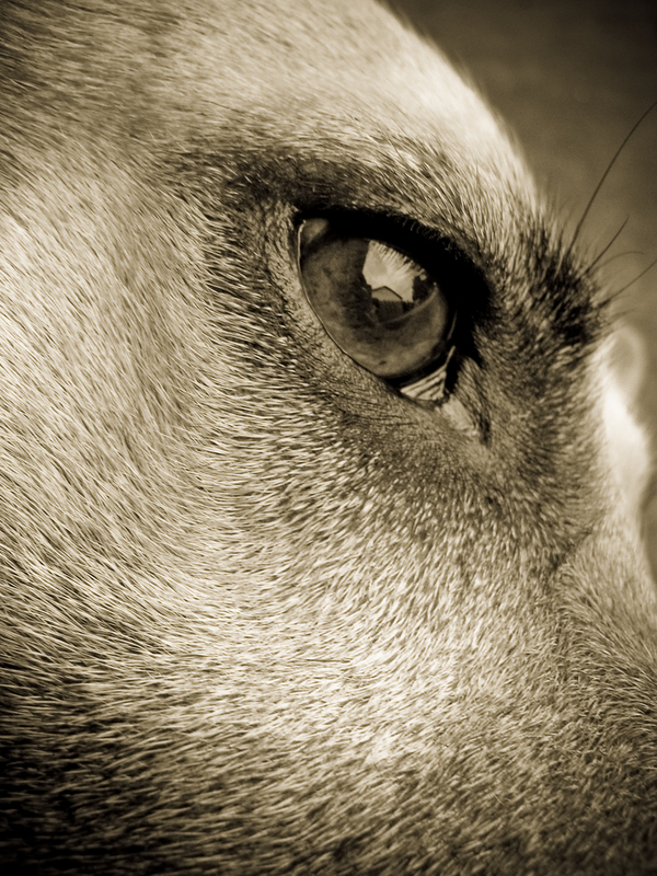 in the eye of a beast