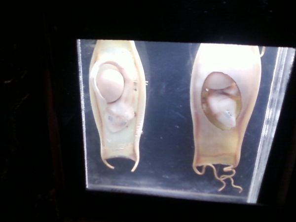 they came from outer space