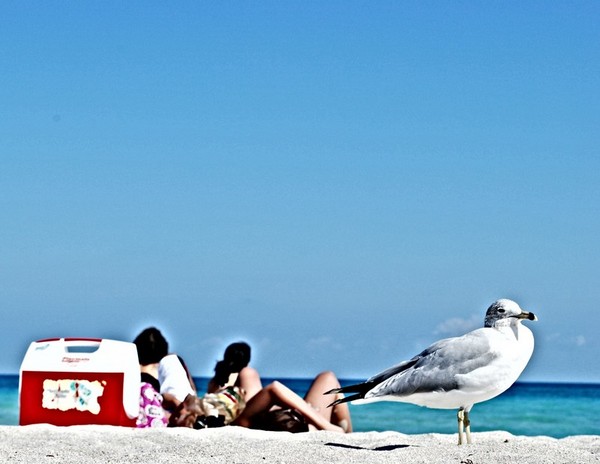 set the bird's wings with gold...*