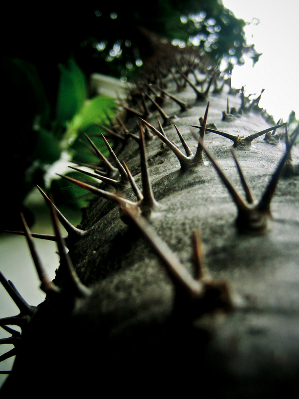 Don't You Climb Trees