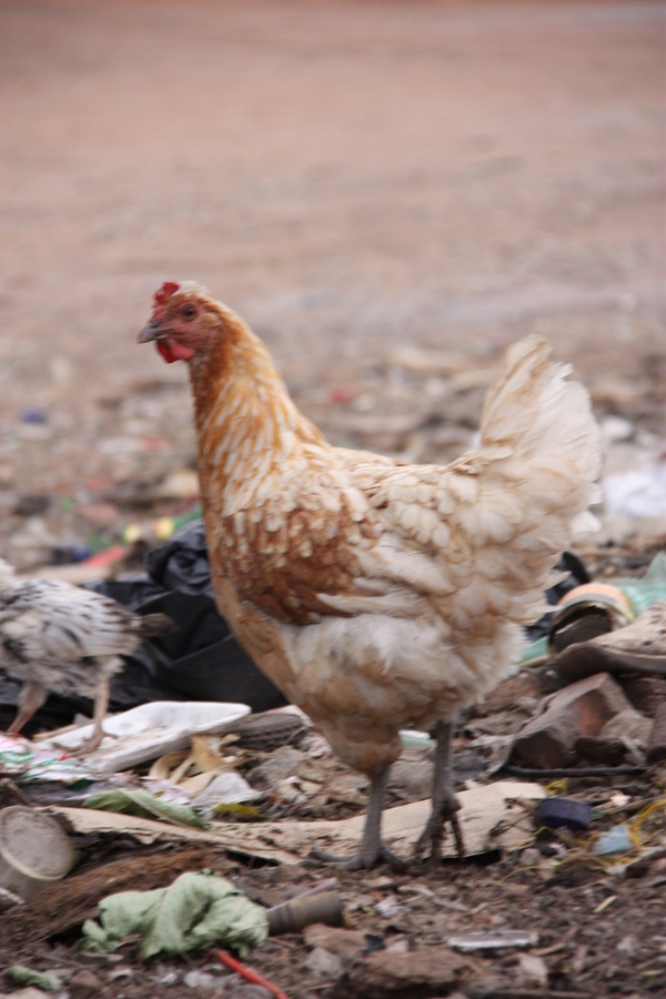 No more Chicken Heads - Soweto Tripping