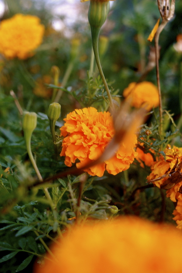 Stop uploading, just to smell the flowers b4 the winter