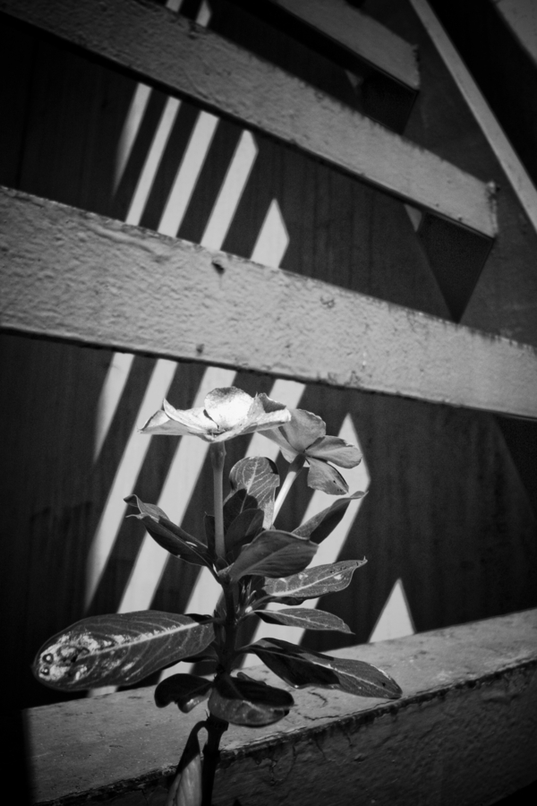 Climbing up for light