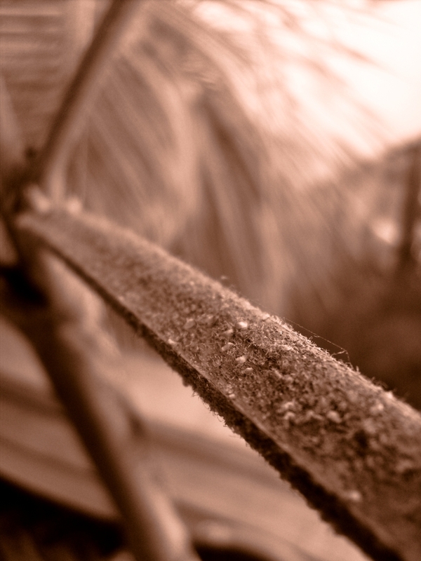 dendruff _ checking my plants