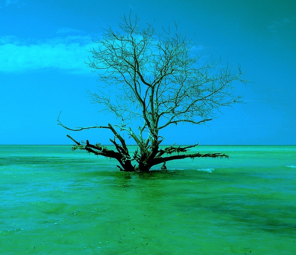 Old tree