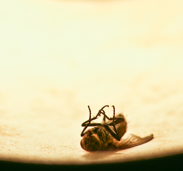 ( mors certa, hora incerta )