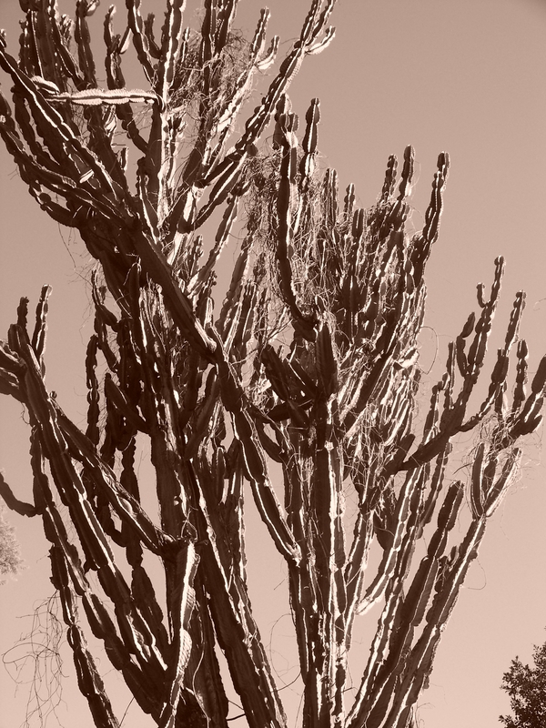 Reaching for the sky........