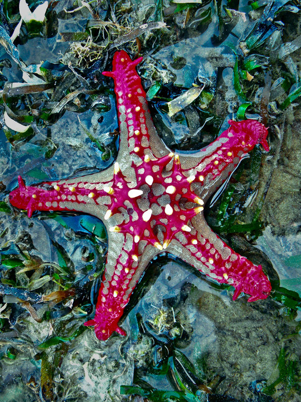 Starfish