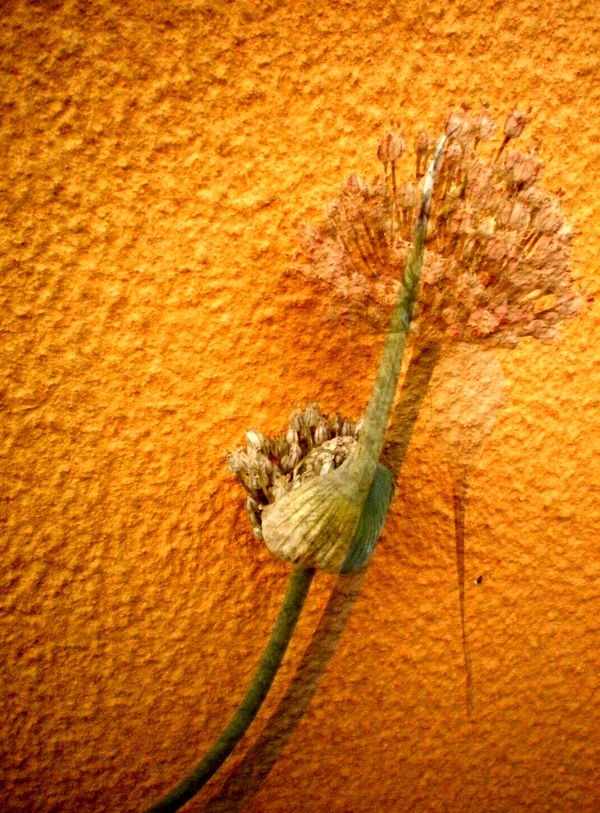 The Nature of This Flower...